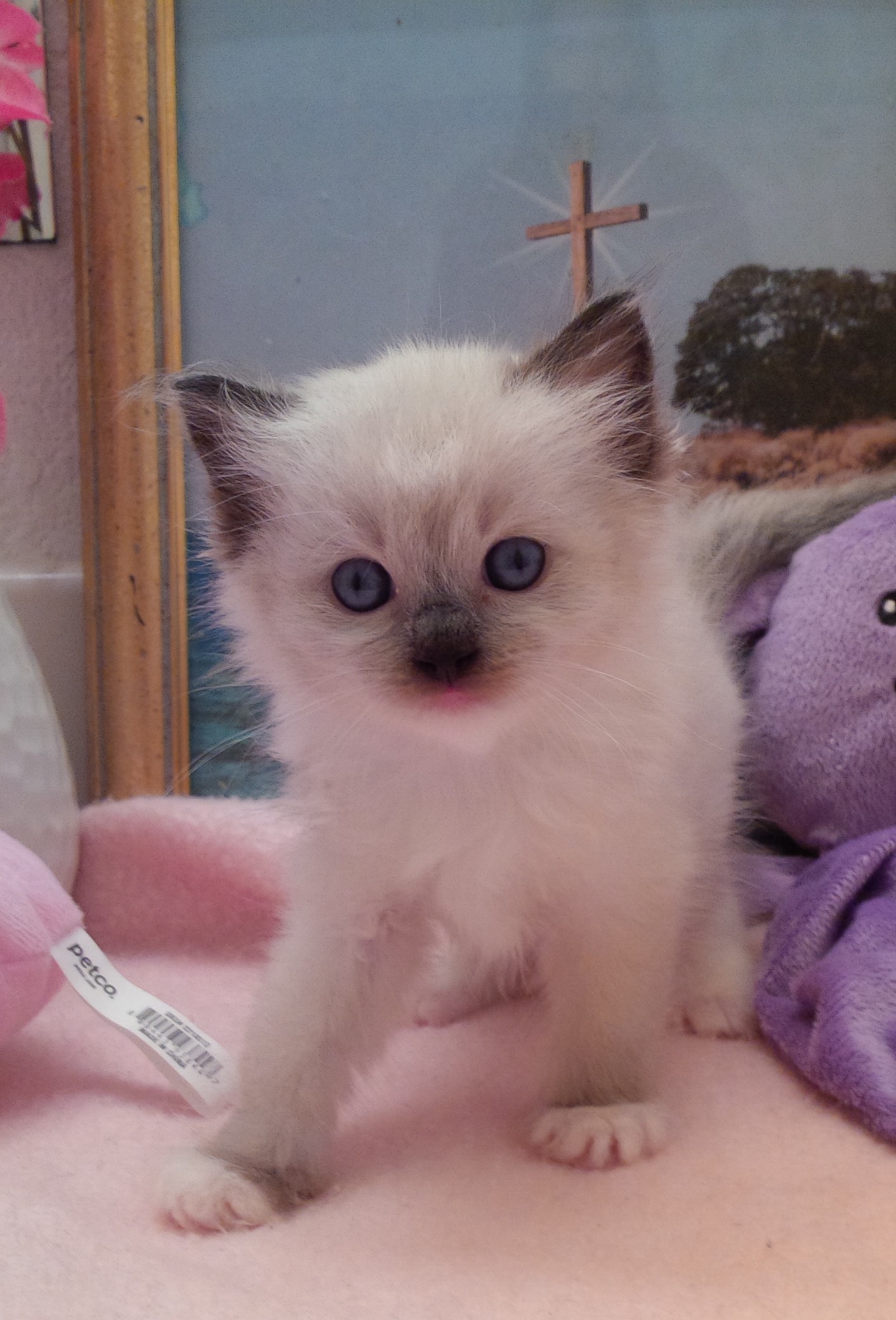 Ragdoll Kittens And Available Adults For Purchase