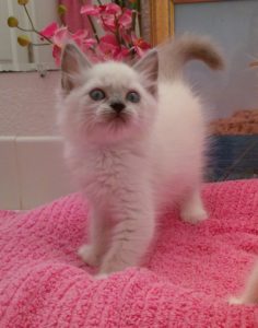 Ragdoll Kittens And Available Adults For Purchase