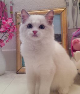 Ragdoll Kittens And Available Adults For Purchase