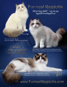 furreal ragdoll