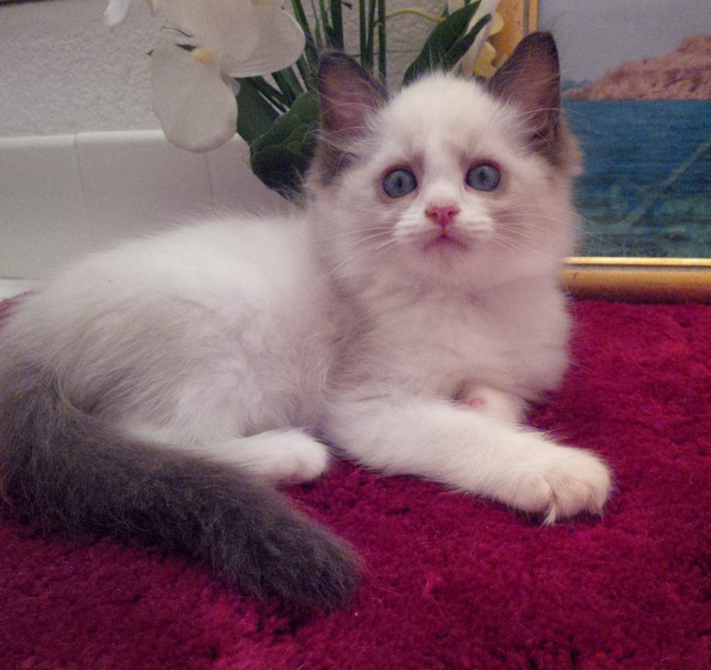 Ragdoll Kittens and Available Adults for purchase